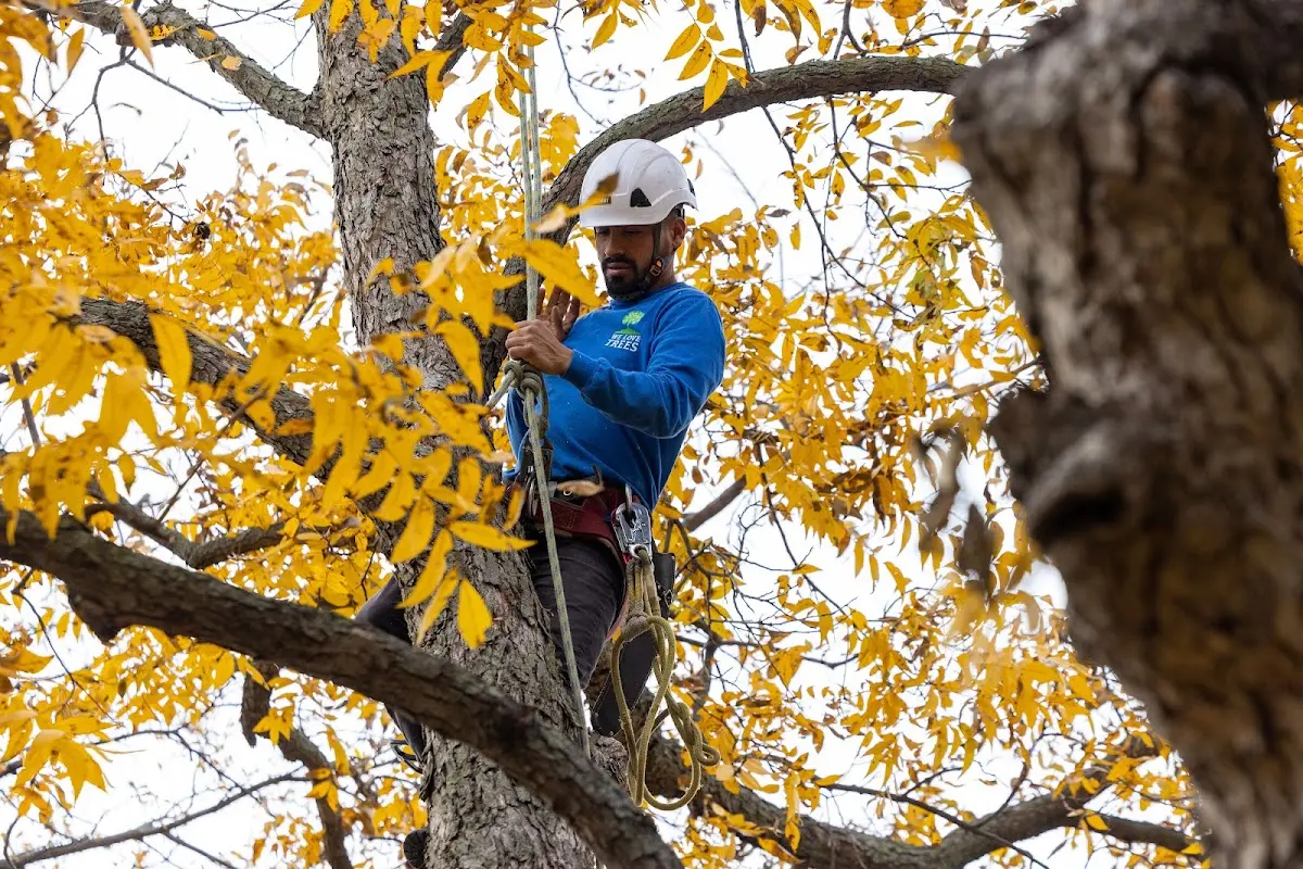 Skilled Tree Transplanting crew working in Fanwood
